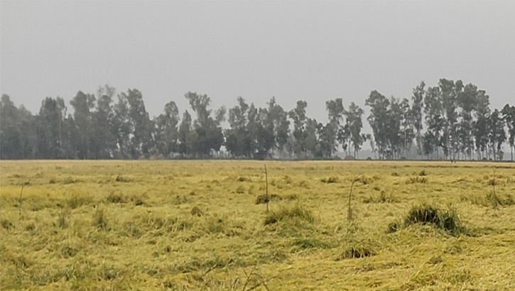 ইরি ধান নূয়ে পড়ায় ফলন বিপর্যয়ের আশংকা